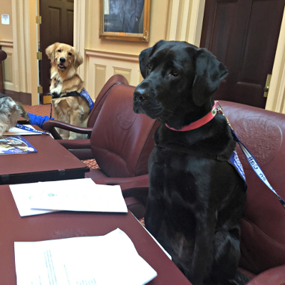 General Assembly Welcomes Dogs On Call