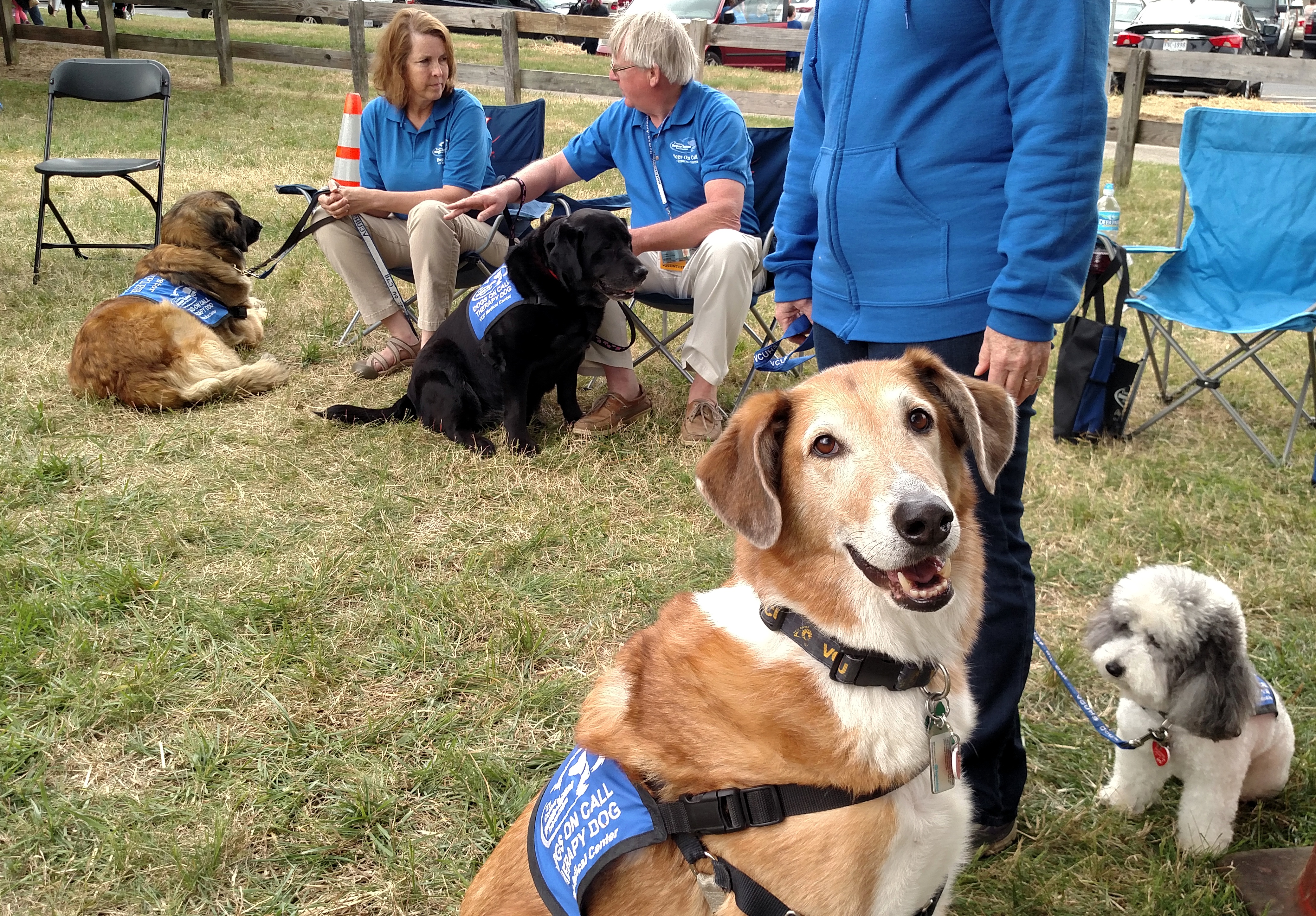 Dogs On Call therapy dog Robbie, a red and white collie, poses for the camera with a smile on his face. Therapy dogs Lucy (a bichon poodle mix), Lilly (a black lab) and Kepler (a leonberger) are in the background with their handlers. They are at Maymont Children's Farm.